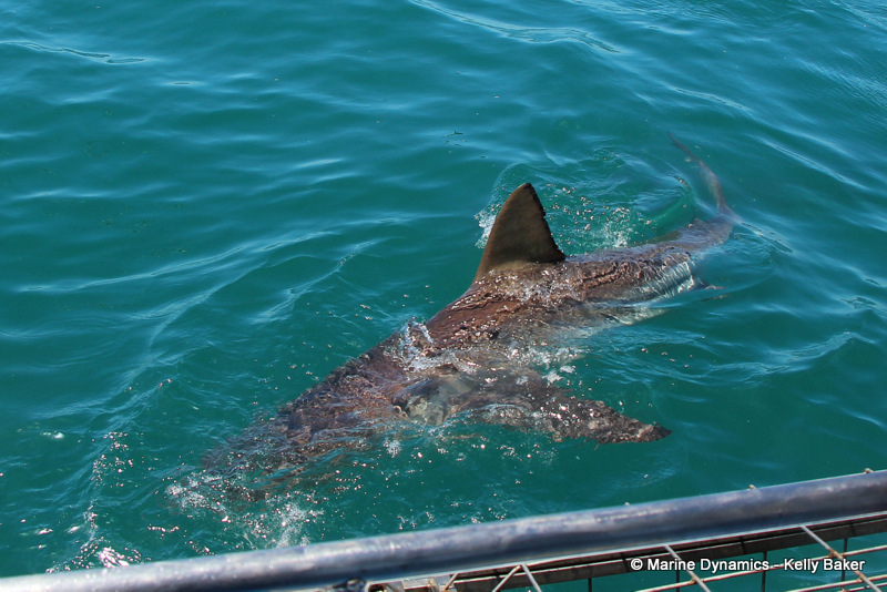 bronze whaler shark, South Africa